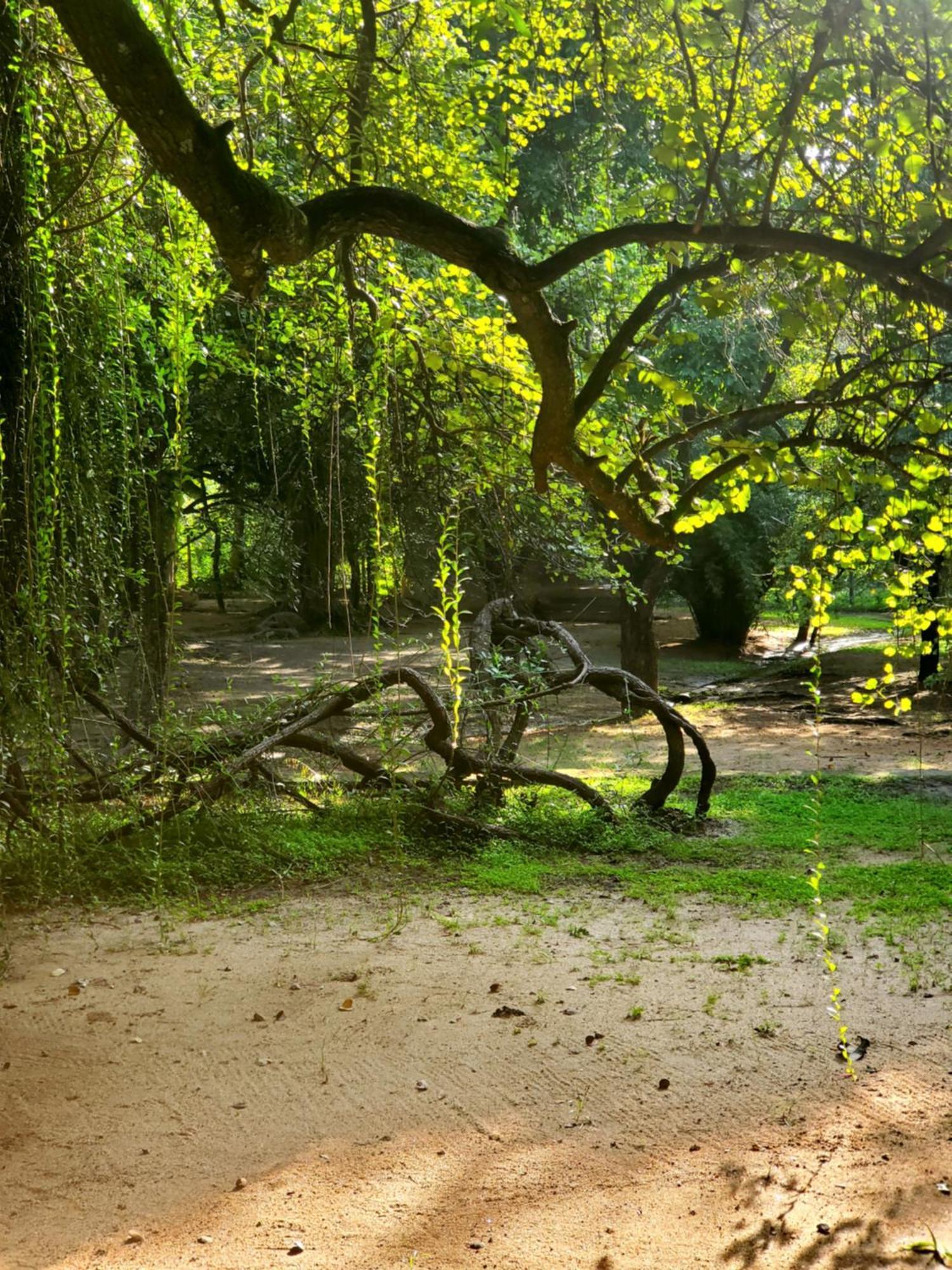 Clay Hut Village Polonnaruwa Εξωτερικό φωτογραφία