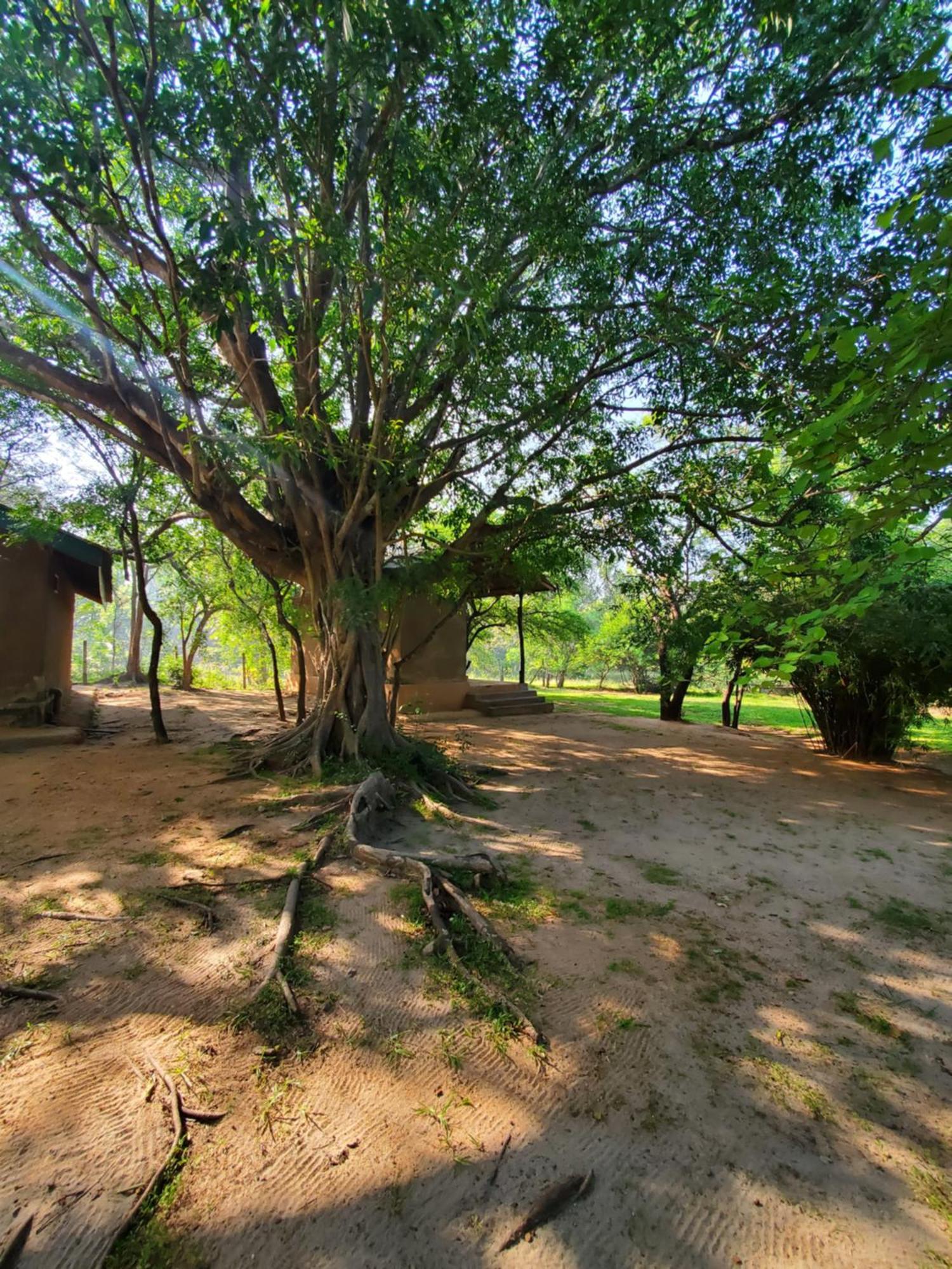 Clay Hut Village Polonnaruwa Εξωτερικό φωτογραφία